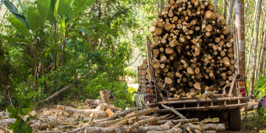 Árboles talados en un camión de carga