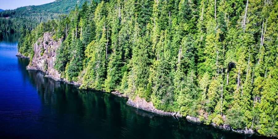 Bosque de Clayoquot Sound