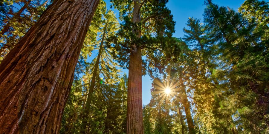 Bosque de Sequoias de Yosemite