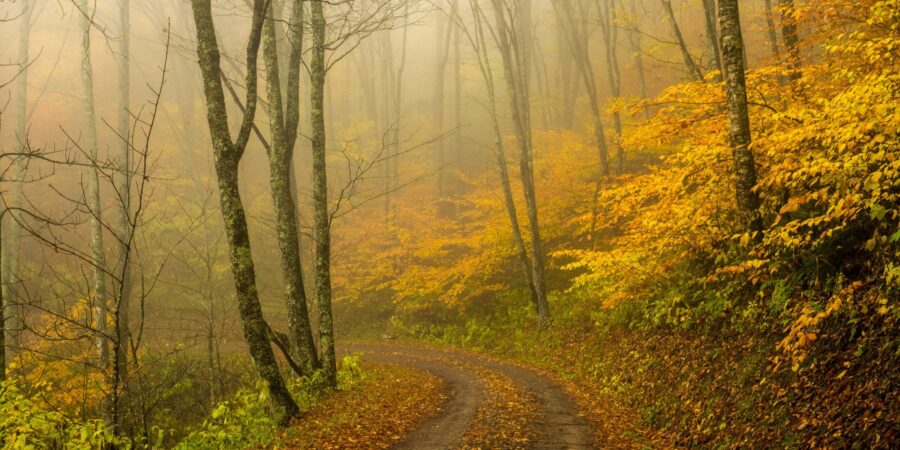 Bosque del Parque Nacional de las Grandes Montañas Humeantes