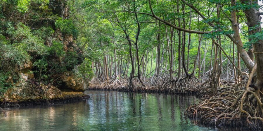 Bosque del Parque Nacional de los Haitises