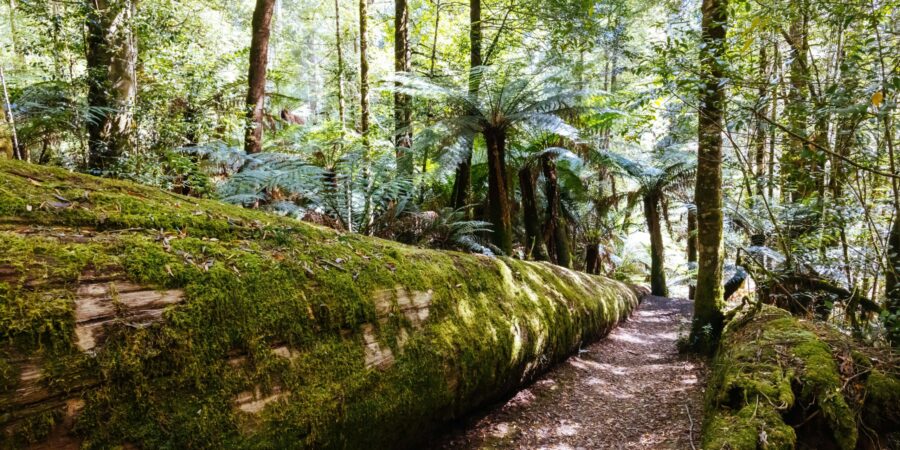 Bosque del Valle de Styx