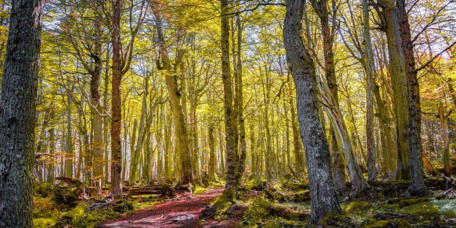 Bosque magallánico