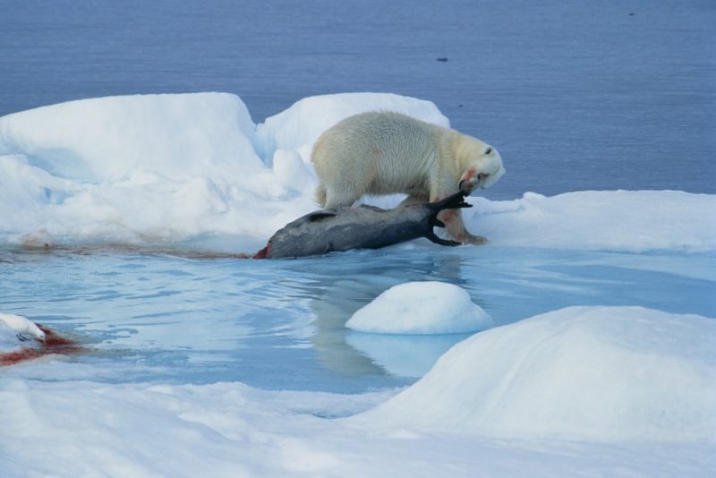 oso polar cazando - depredación