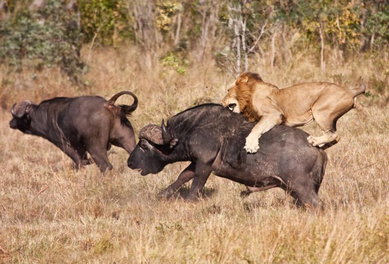 depredación león y búfalo