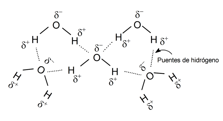 Puentes de hidrógeno en la molécula de agua