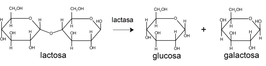 Transformación de la lactosa en glucosa y galactosa